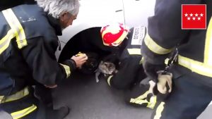 Read more about the article Firemen Rescue Cat Stuck Under Car Bonnet
