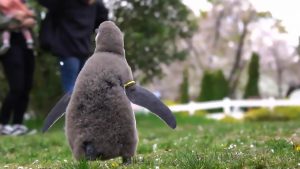 Read more about the article Fluffy Baby Penguin In Awe At Snow-Like Cherry Blossom