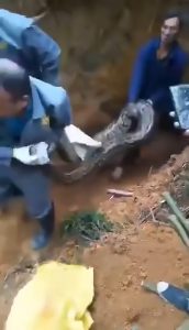 Read more about the article Three Men Nab Huge 10ft Python Hiding In Bomb Shelter