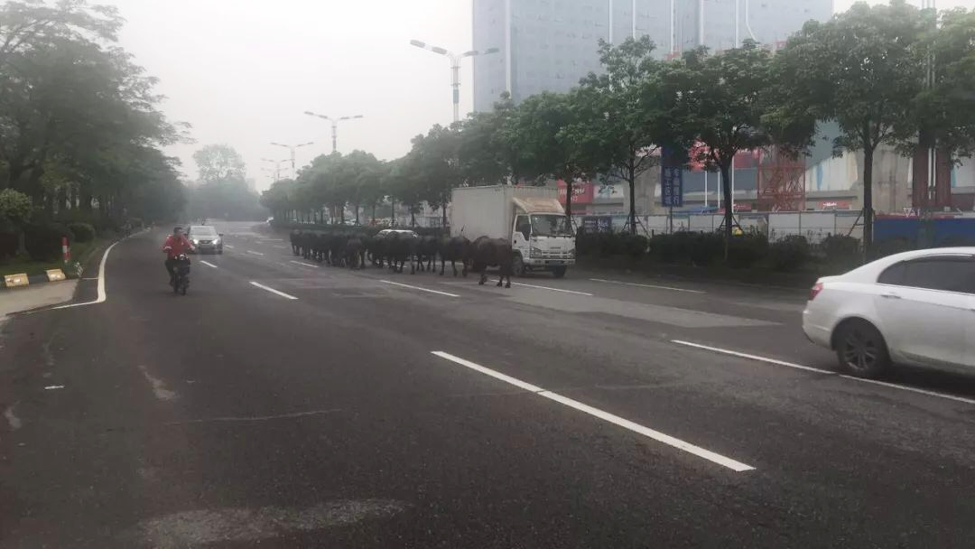 Read more about the article 20 Escaped Water Buffalo Go Wild In Rush-Hour Traffic