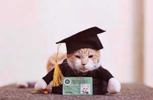 Read more about the article Uni Throws Graduation Ceremony For Campus Cat