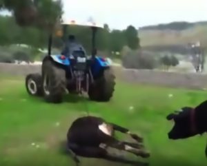 Read more about the article Cow Follows Dead Calf Struck By Lightning Behind Tractor