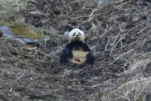 Read more about the article Cute Baby Panda Meditates In Lotus Position
