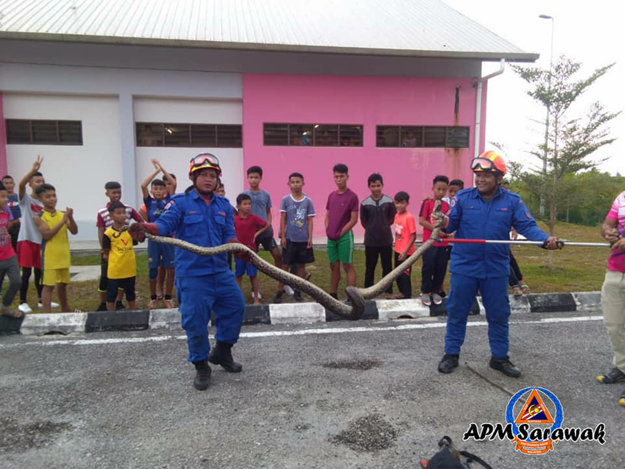 Read more about the article 11-Foot Python Captured In School