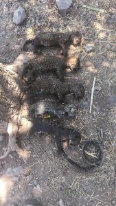 Read more about the article Five Poor Baby Leopard Cubs Burned To Death By Farmer
