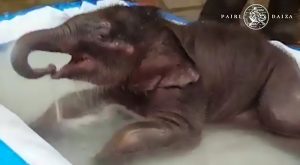 Read more about the article Adorable Baby Elephant Enjoys Bath In Paddling Pool