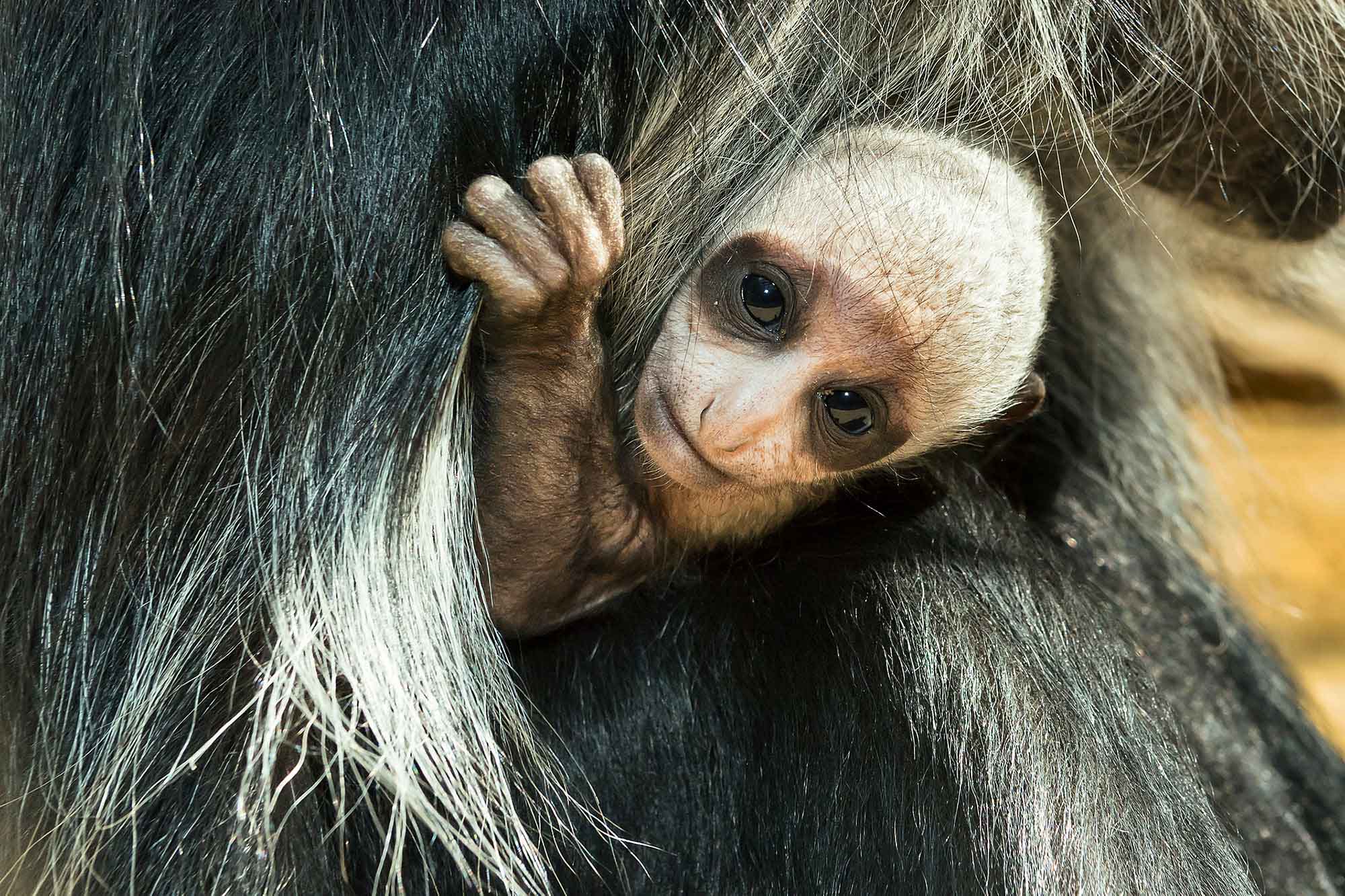 Read more about the article Cute Rare Baby Monkey Born In Worlds Oldest Zoo