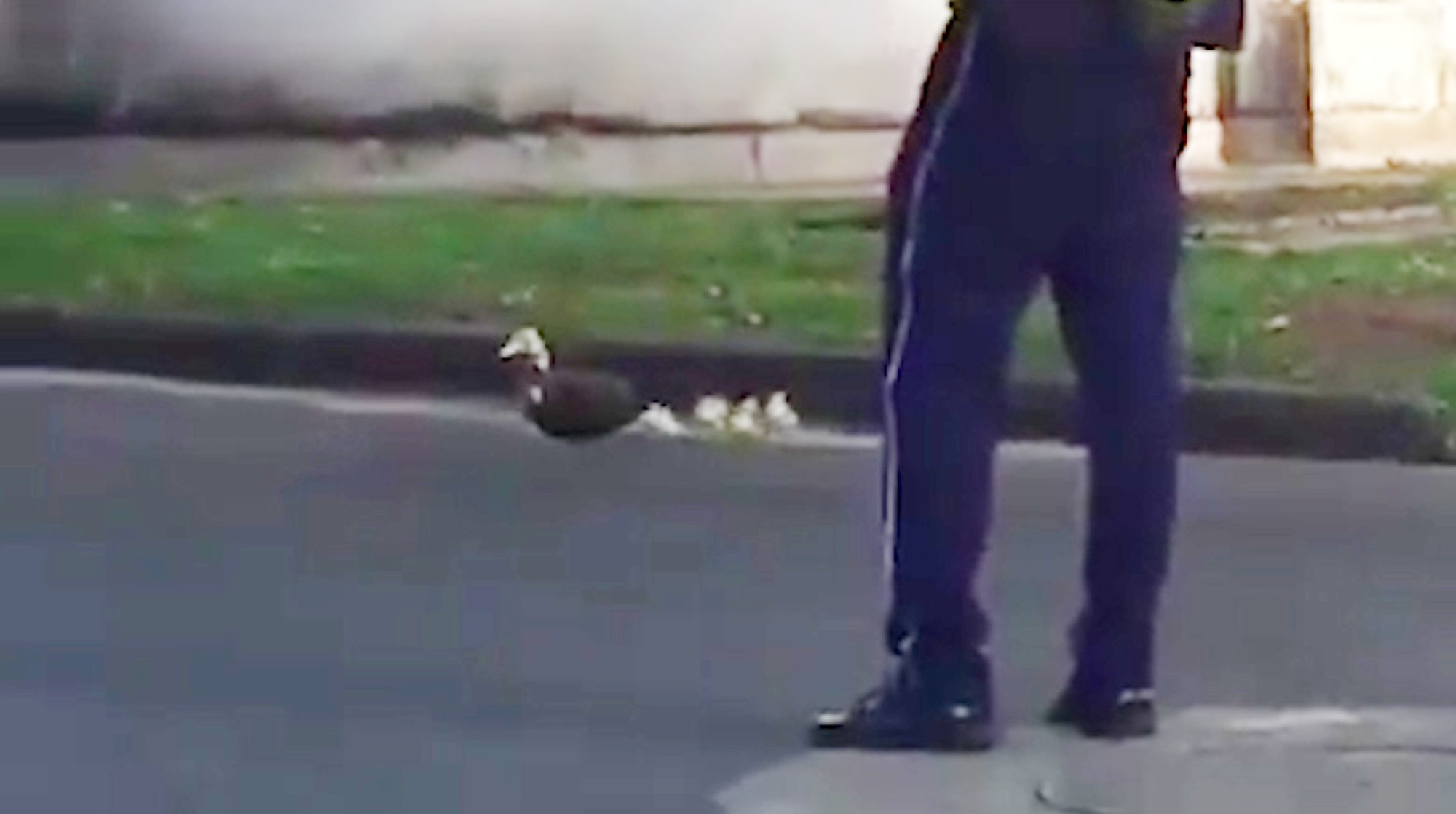Read more about the article Cop Stops Traffic So Fluffy Ducklings Can Cross Road