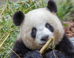 Read more about the article Docs Inseminate Panda After Loud Sex Produces No Babies