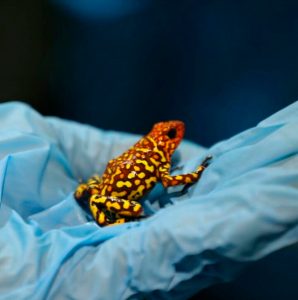 Read more about the article Smugglers Aim To Take 400 Endangered Poison Frogs To EU