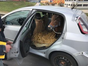 Read more about the article Horse Power: Farmer Puts Pony In Back Of Fiat Punto