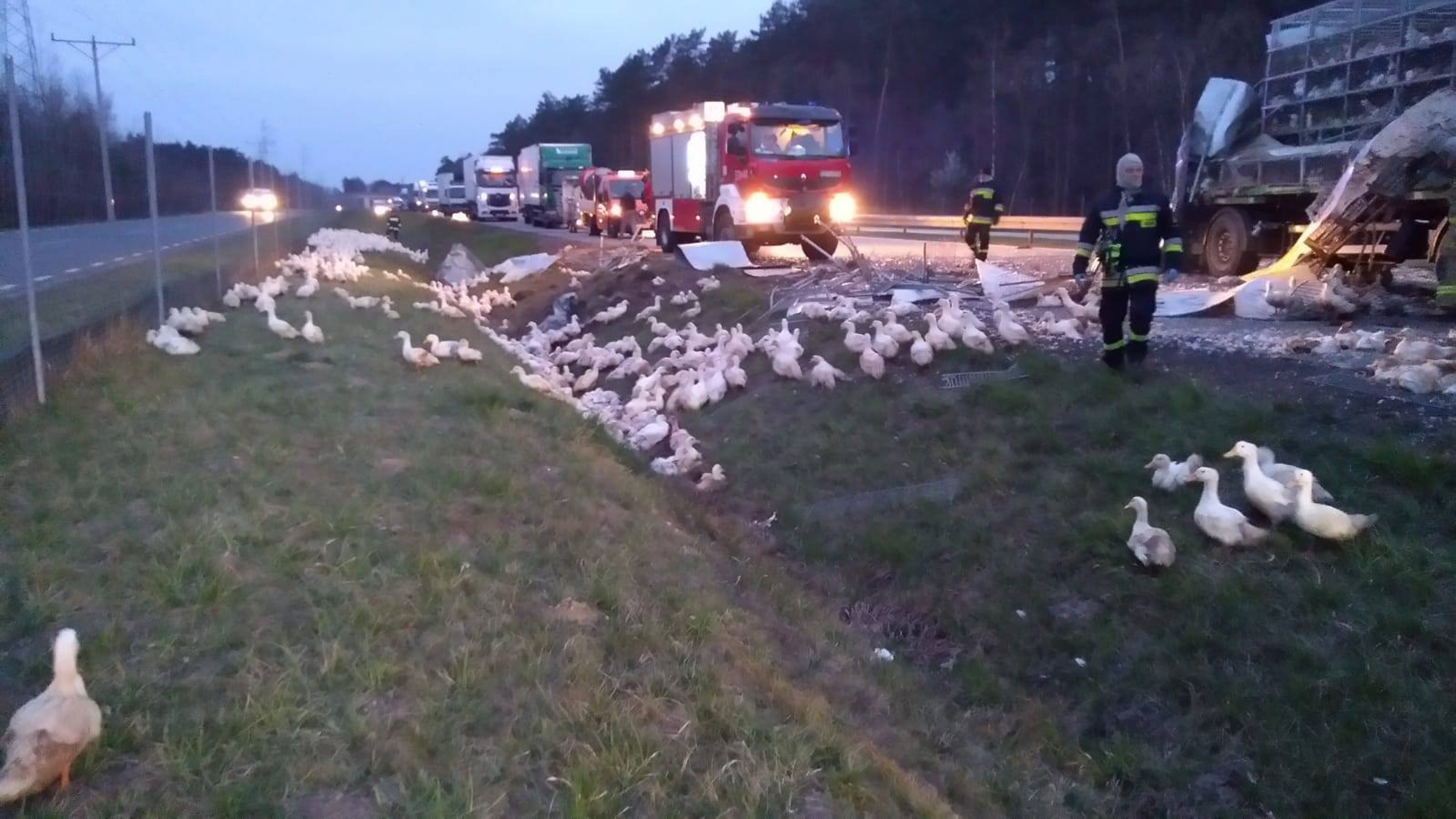 Read more about the article Motorway Closes As 100s Of Ducks Escape Crashed Lorry