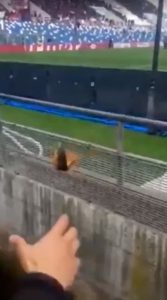 Read more about the article Fan Catches Fish In Flooded Area Behind Goal