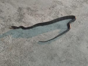 Read more about the article Snake Appears From Bonnet As Pregnant Woman Drives Home