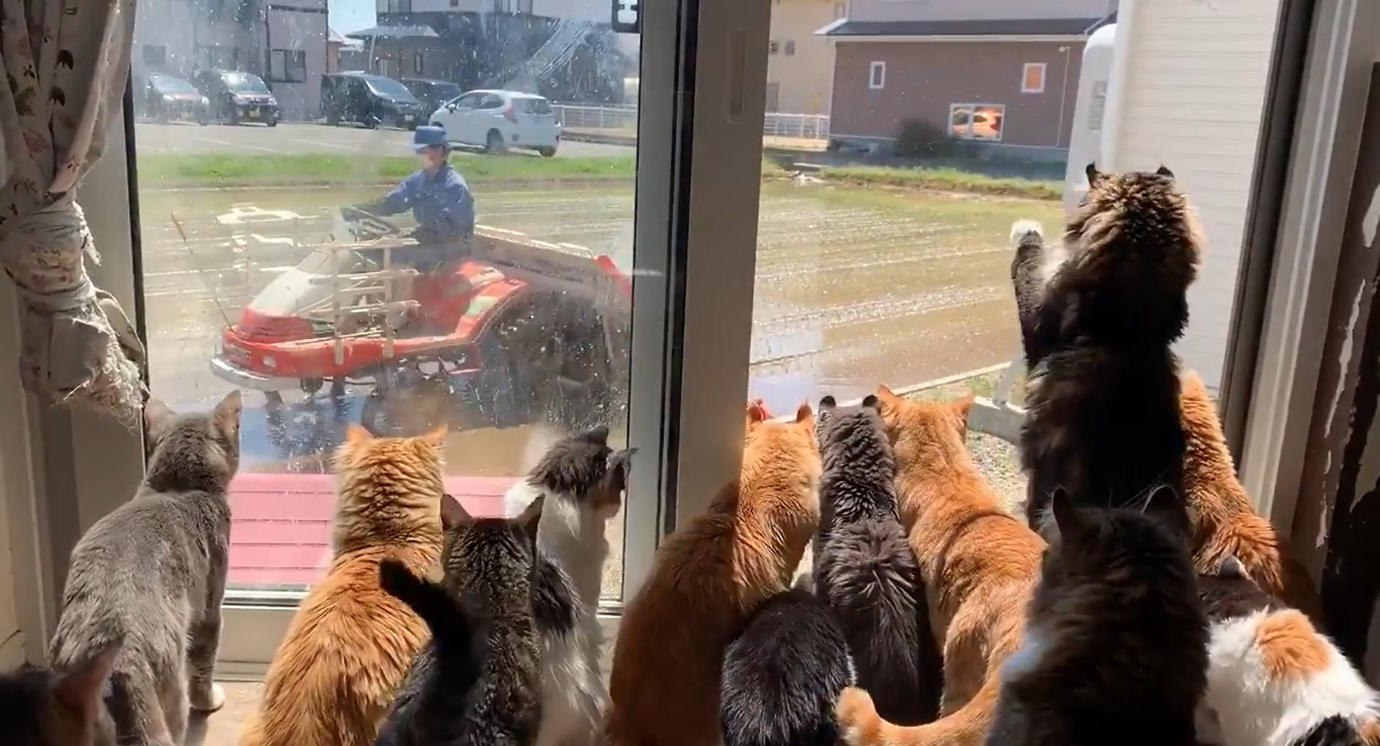 Read more about the article Cute Curious Kitties At Window Watch Farmer At Work