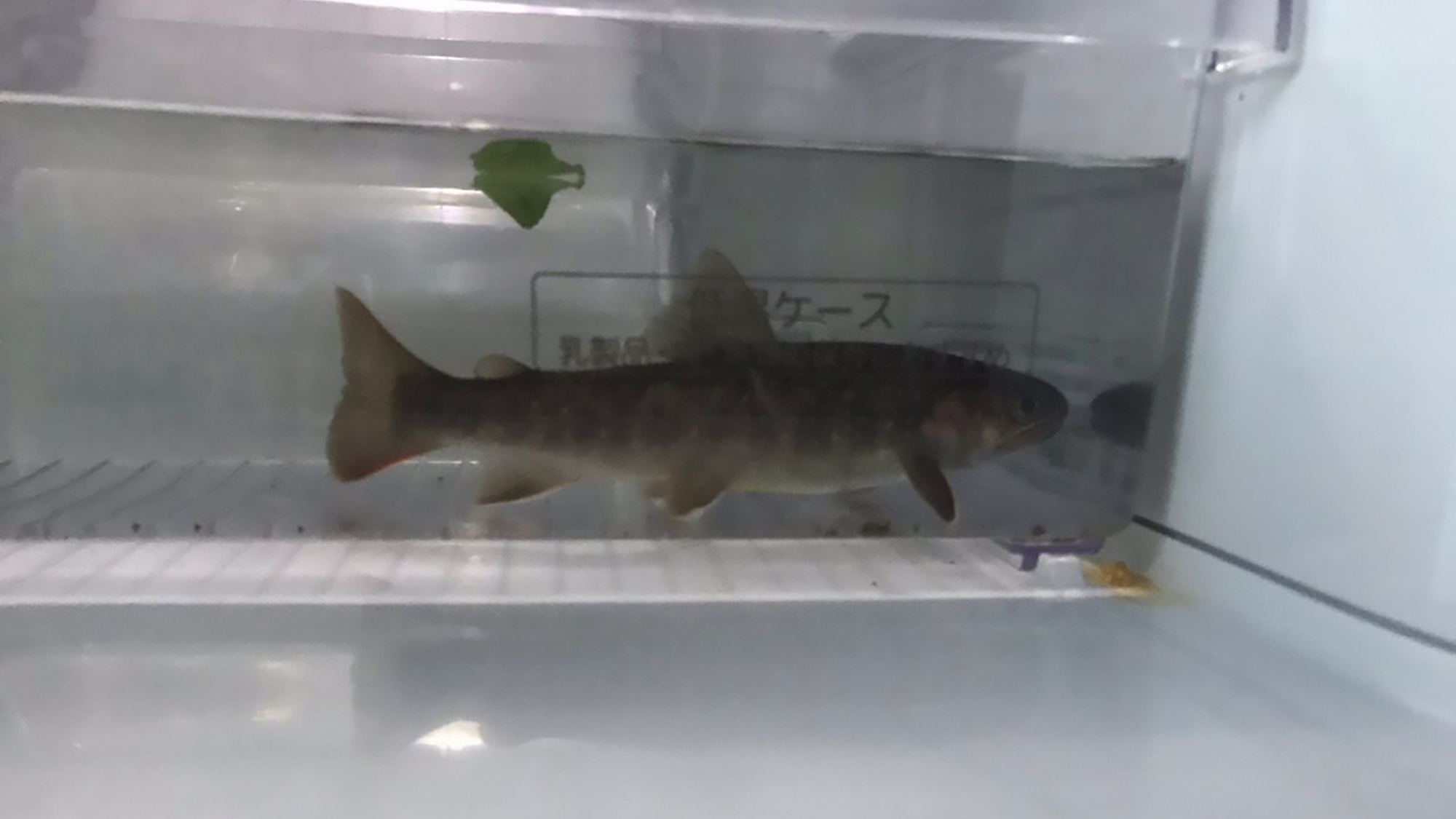 Read more about the article Young Boy Shocked To Find Live Fish Swimming In Fridge