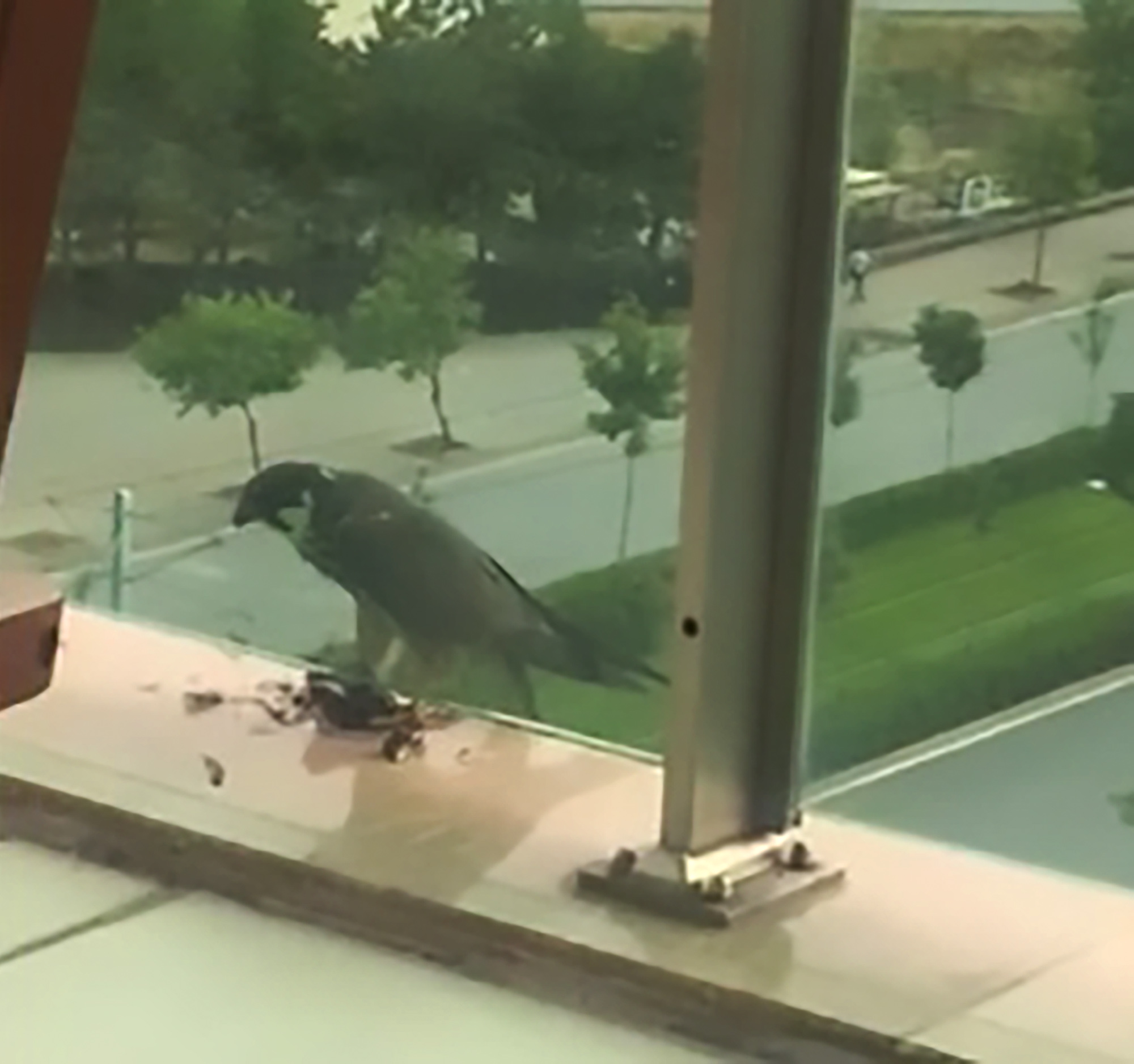 Read more about the article Kid Films Hawk Eating Pigeon Prey On Balcony
