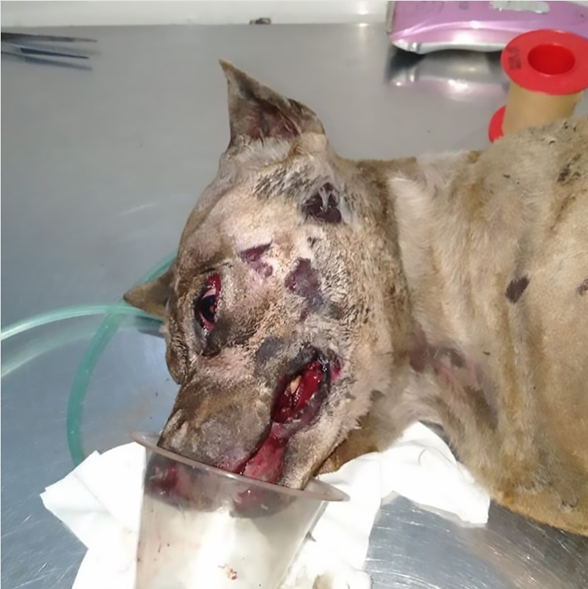 Read more about the article Cabbie Burns Dog Alive As Pooch Scratched Him For Peeing