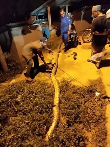 Read more about the article Huge 20-Foot Python Bites Mum Taking Out Bins