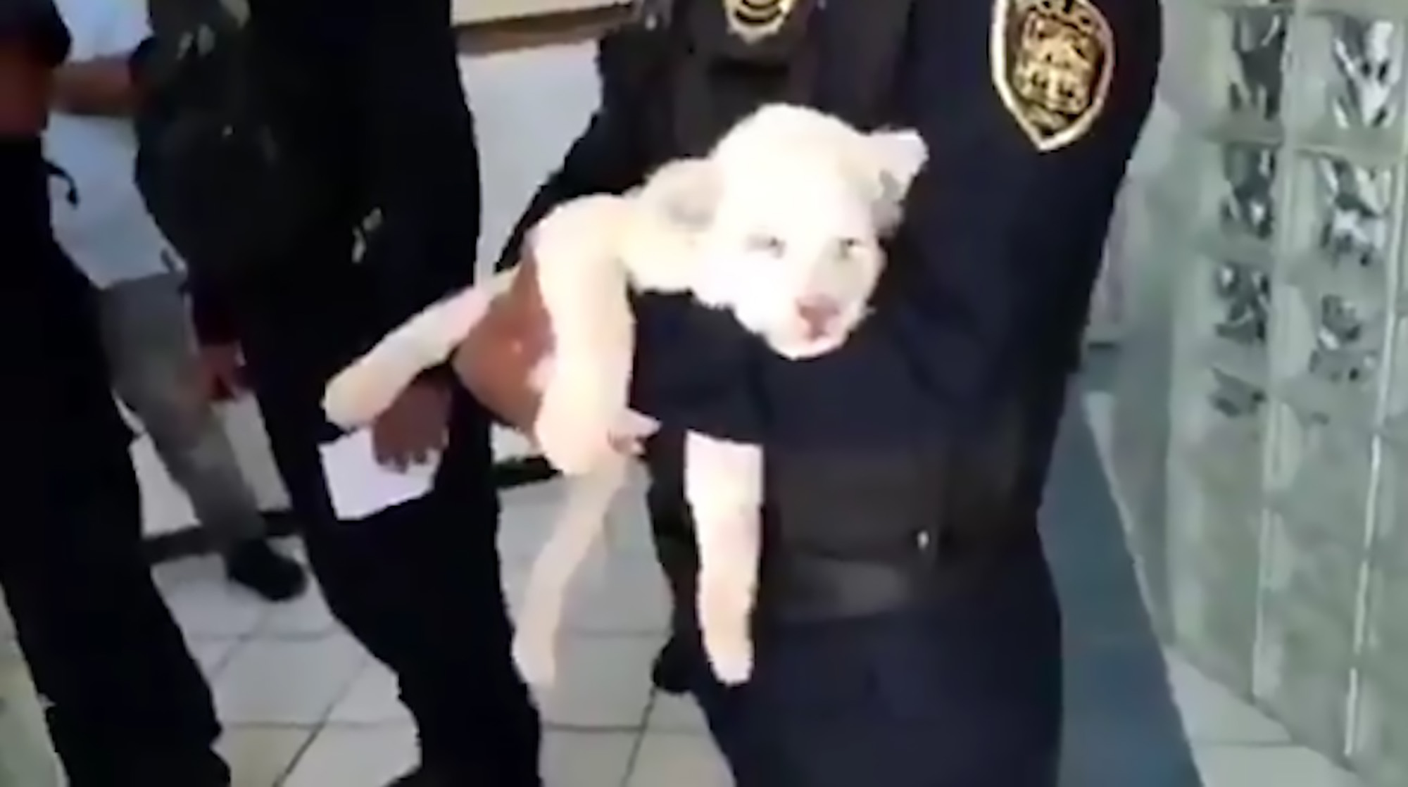 Read more about the article Cute White Lion Cub Sleeps In Cops Arms After Rescue