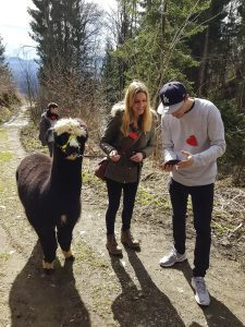 Read more about the article Alpaca Tinder Alternative Lets You Take Animal On Date