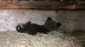 Read more about the article Tiny Rescued Orphan Bear Cub Settles Into New Home