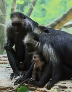 Read more about the article Cute And Rare Newborn Monkey Now Accepted By Siblings