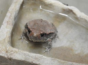 Read more about the article Unbreakable Toad Survive Jet Trip, Wash Machine, Cat Row