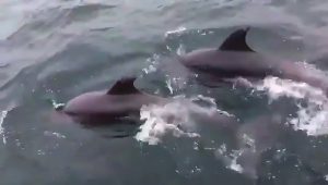 Read more about the article Adorable Pod Of 30 Dolphins Join Marine Cops On Patrol