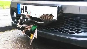 Read more about the article Duck Norris Survives Crash After 12-Mile Car Grille Ride