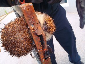 Read more about the article Cute Chubby Hedgehog Stuck In Gate Saved By Firefighters
