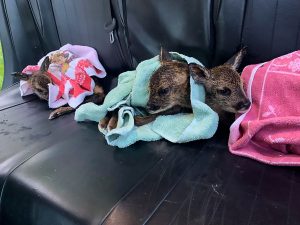 Read more about the article Cops Deliver 3 Fawns From Killed Deers Belly By Roadside