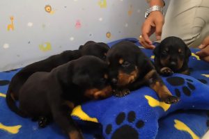 Read more about the article Six Cute Crime-Fighting Puppies Join Police Force