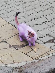 Read more about the article Outrage Over Stray Cat Spray-Painted Purple