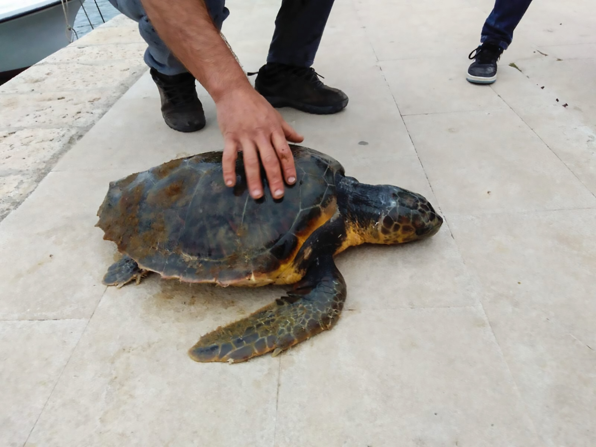 Read more about the article Adorable Sea Turtle Rescued After Boat Propeller Bash
