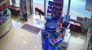 Read more about the article Injured Stray Dog Asks For Help At Pharmacy
