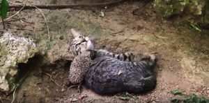 Read more about the article Cute Kitten And Baby Hedgehog Play Together In Garden