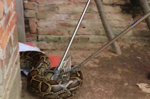 Read more about the article Giant Python Lays Eggs After Devouring 10 Farmers Ducks