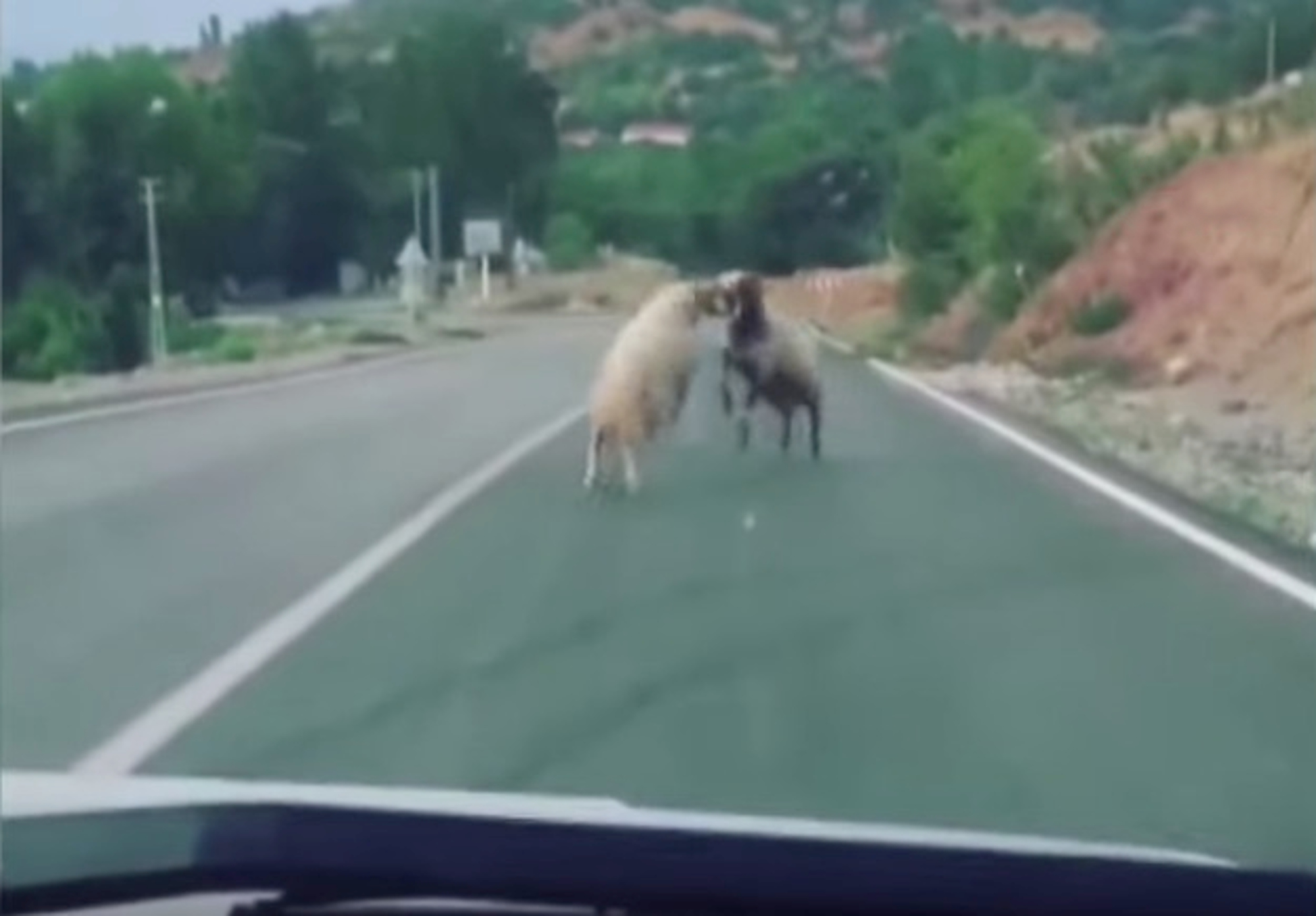 Read more about the article Butting Rams Cause Traffic Chaos As They Fight On Road