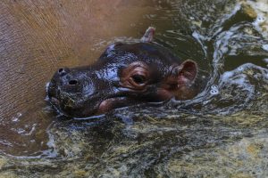 Read more about the article Cute Newborn Baby Hippo Munches Grass With Mum