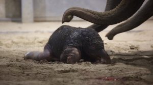 Read more about the article British Zookeeper Helps Deliver Cute Baby Elephant