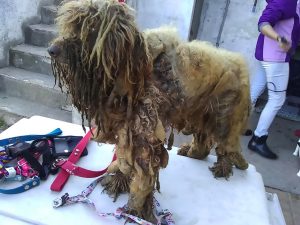 Read more about the article 13 Poodles With Dreadlocks Saved From Filthy Poo Hell