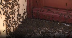 Read more about the article Plague Of Gypsy Caterpillars Turn Town Into Horror Movie