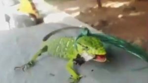 Read more about the article Cute Iguana Kept On Lead With Cannabis Joint In Mouth