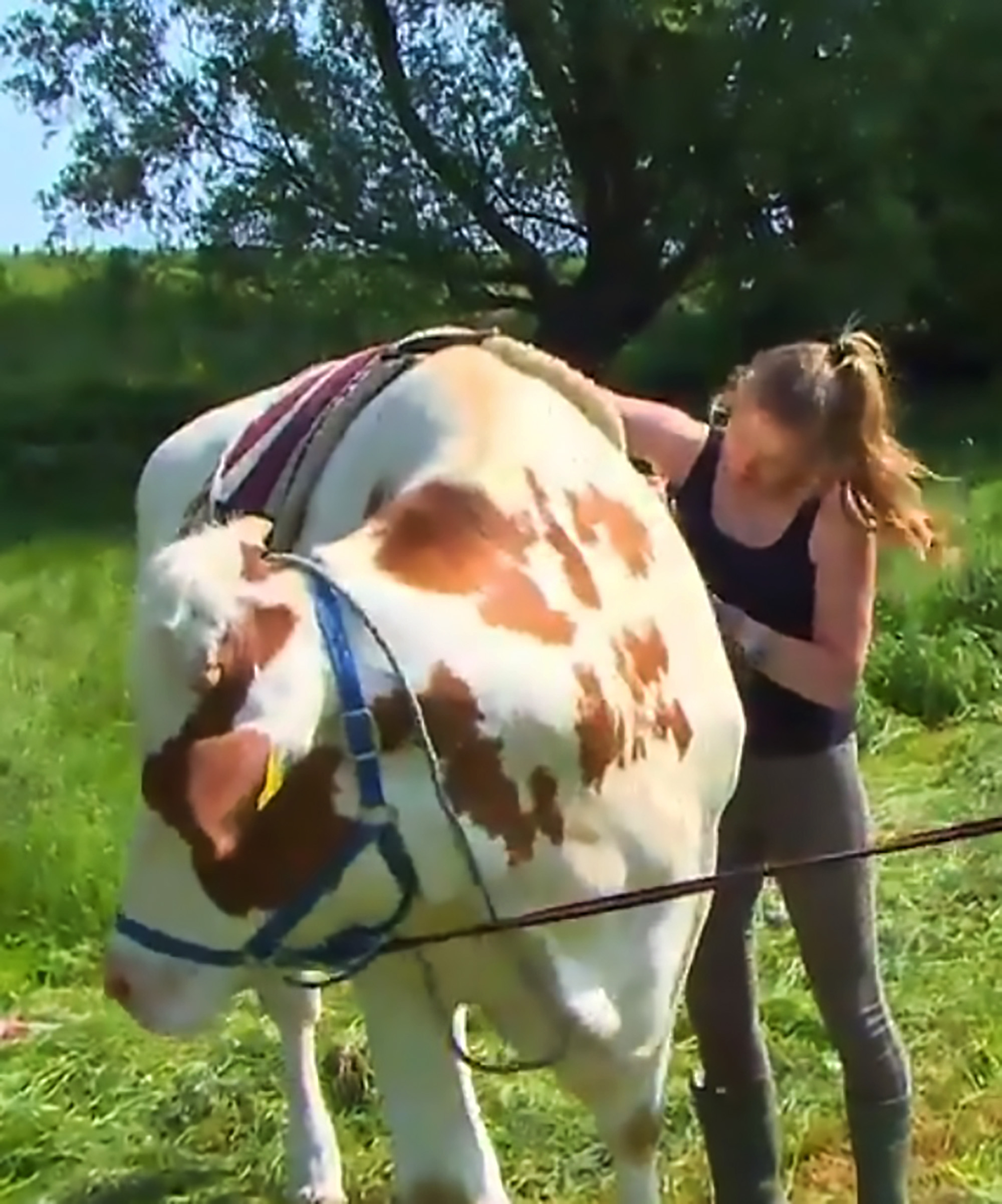 Teenage Cowgirl Trains Cow To Be Rid