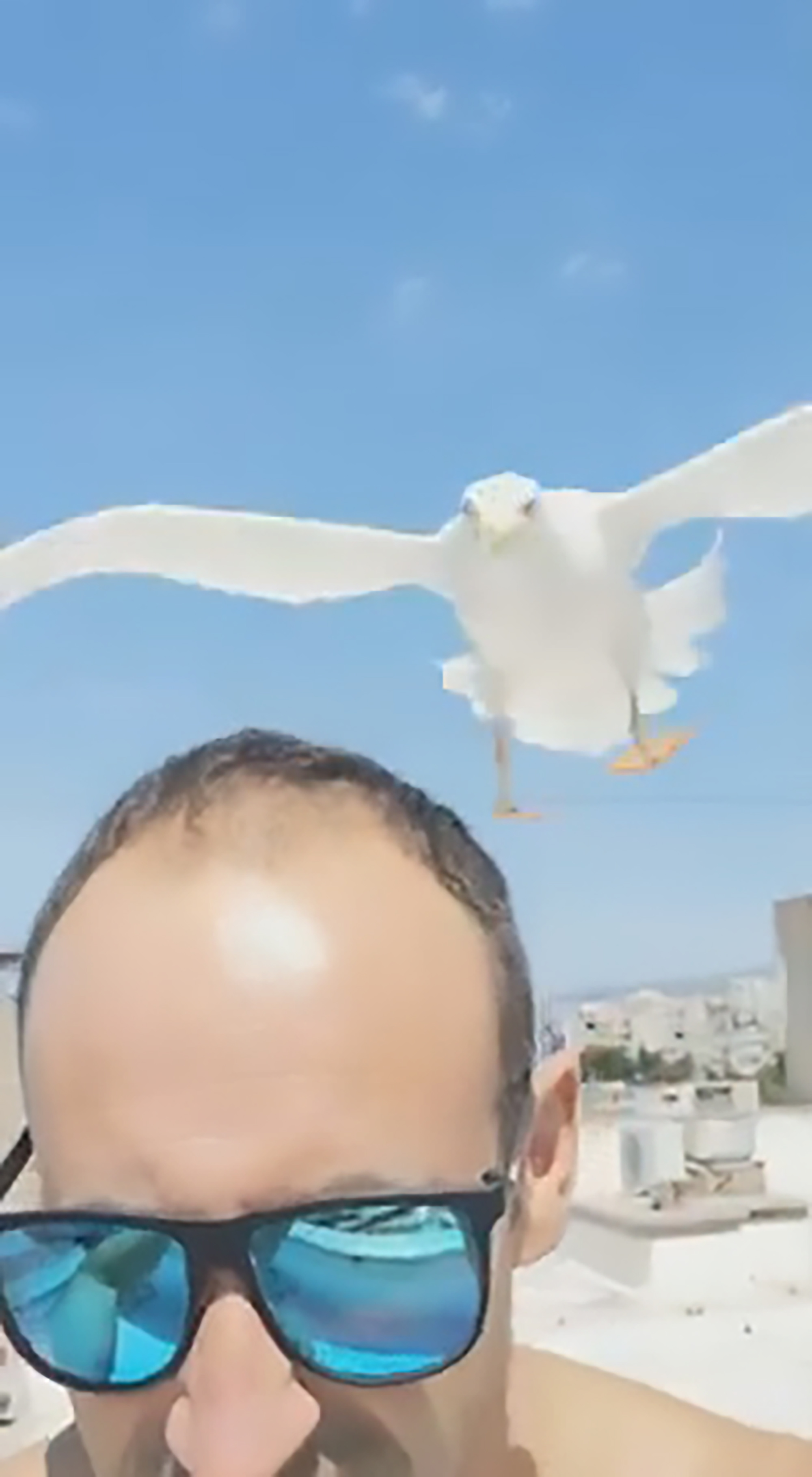 Read more about the article Seagull Dive-Bombs Selfie-Taking Man In Tourist Hotspot