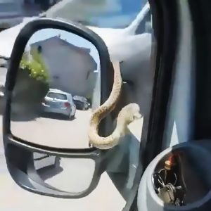 Read more about the article Motorist Spots Snake On Wing Mirror While Driving