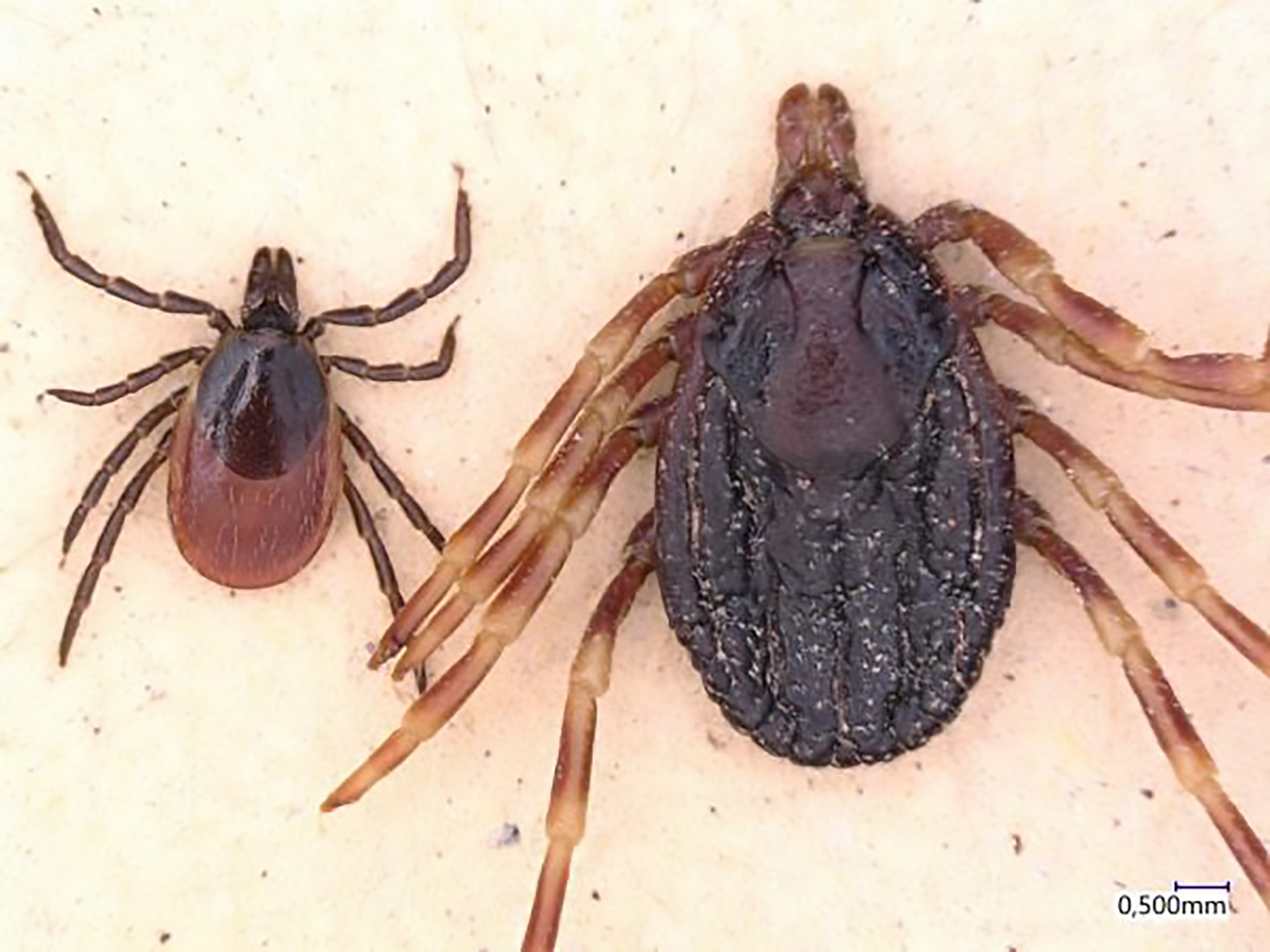 Read more about the article Mutant Ticks With Ebola-Like Virus Spread After UK Find