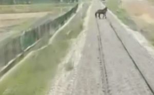 Read more about the article Horse Sprints On Tracks Inches Ahead Of Speeding Train