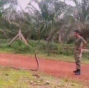 Read more about the article Snake Whisperer Soldier Subdues Huge Cobra With Finger